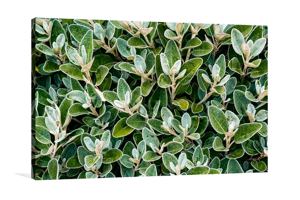 Canvas wall  Art Green Leaves