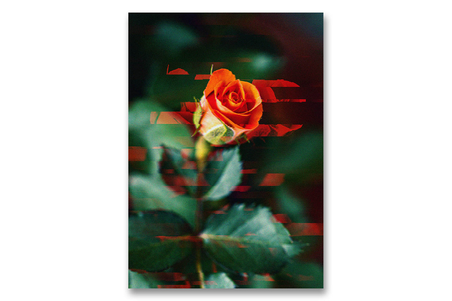 
                  
                    Rose flower digital art
                  
                