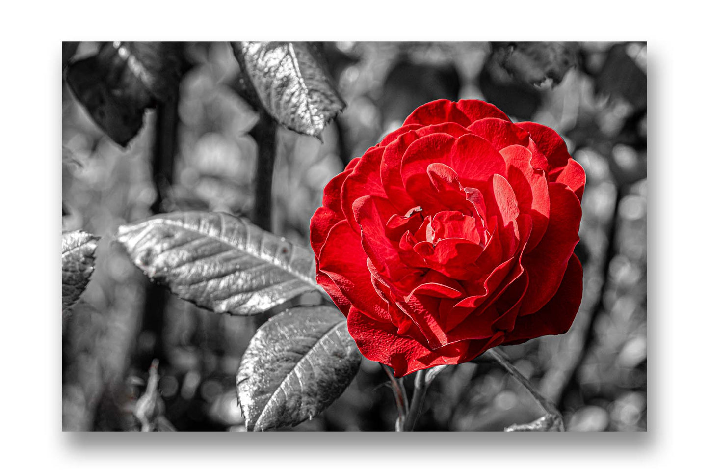 
                  
                    Rose Red
                  
                