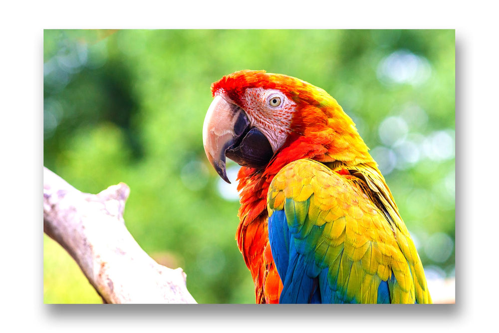 Exotic Scarlet Macaw