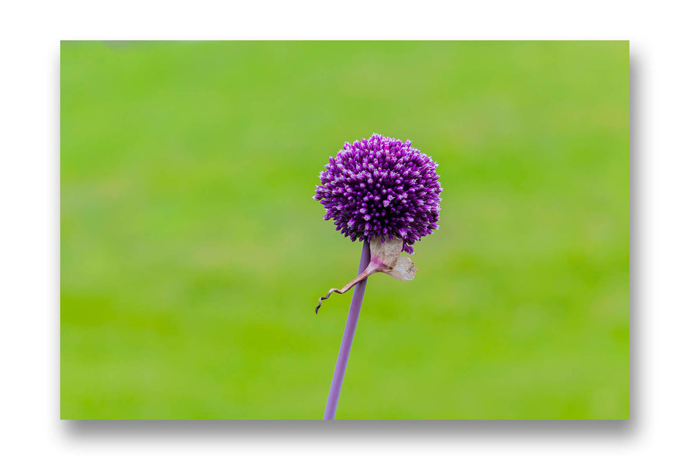 
                  
                    Purple Allium Flower
                  
                