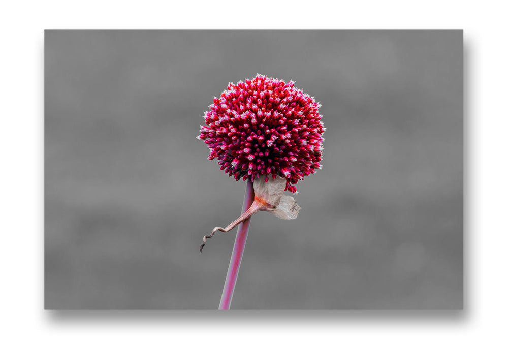 Wall Art Allium Flower