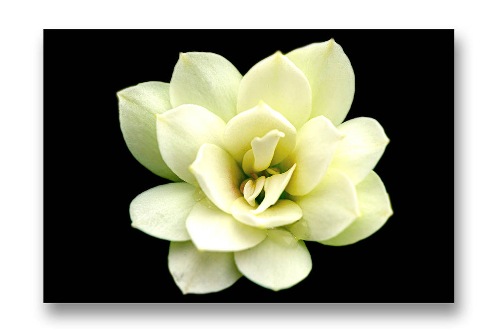 Bright White
