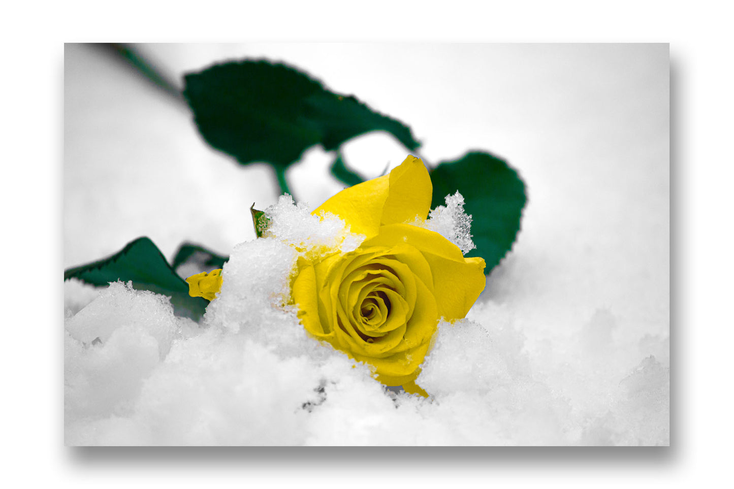 
                  
                    Yellow Rose in Ice
                  
                