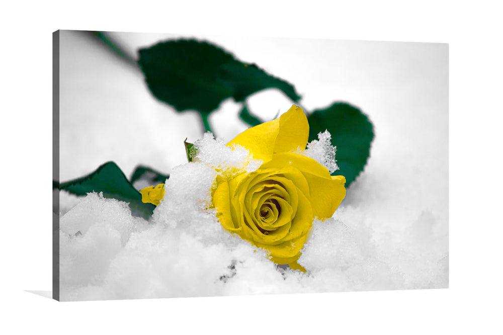 Yellow Rose in Ice