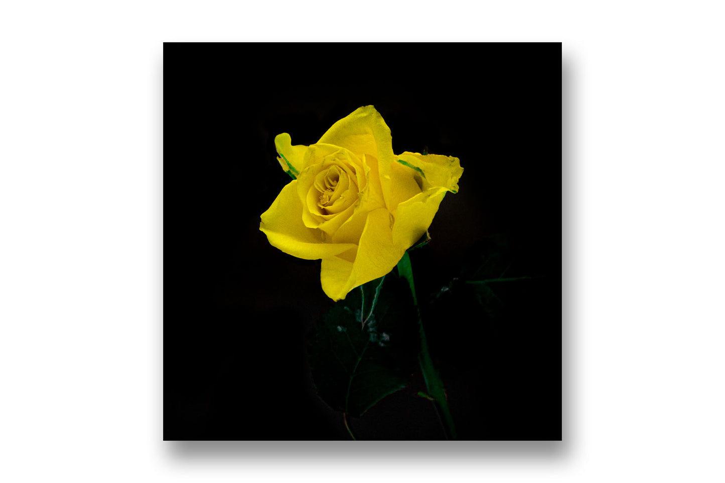 
                  
                    Yellow rose art
                  
                
