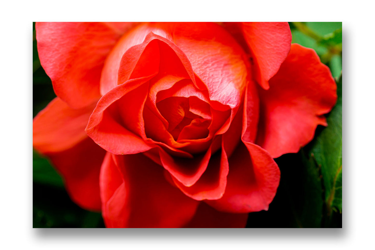 
                  
                    Blooming Rose Art Canvas
                  
                