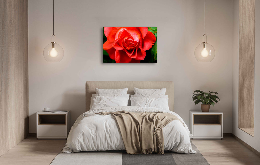 
                  
                     Blooming Rose Canvas print
                  
                