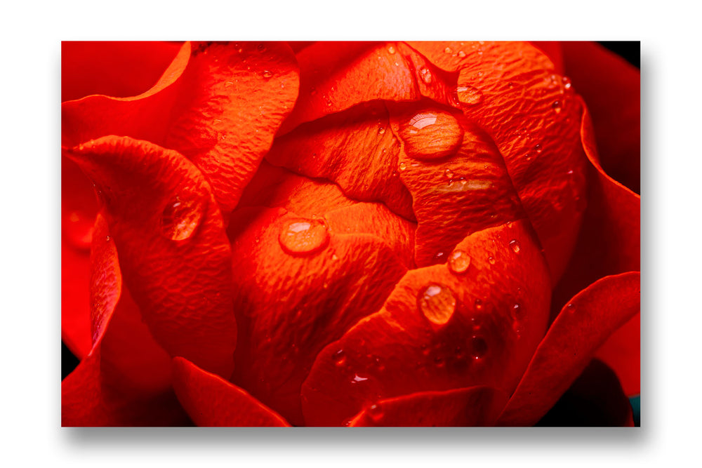 
                  
                    Water droplets on rose art
                  
                