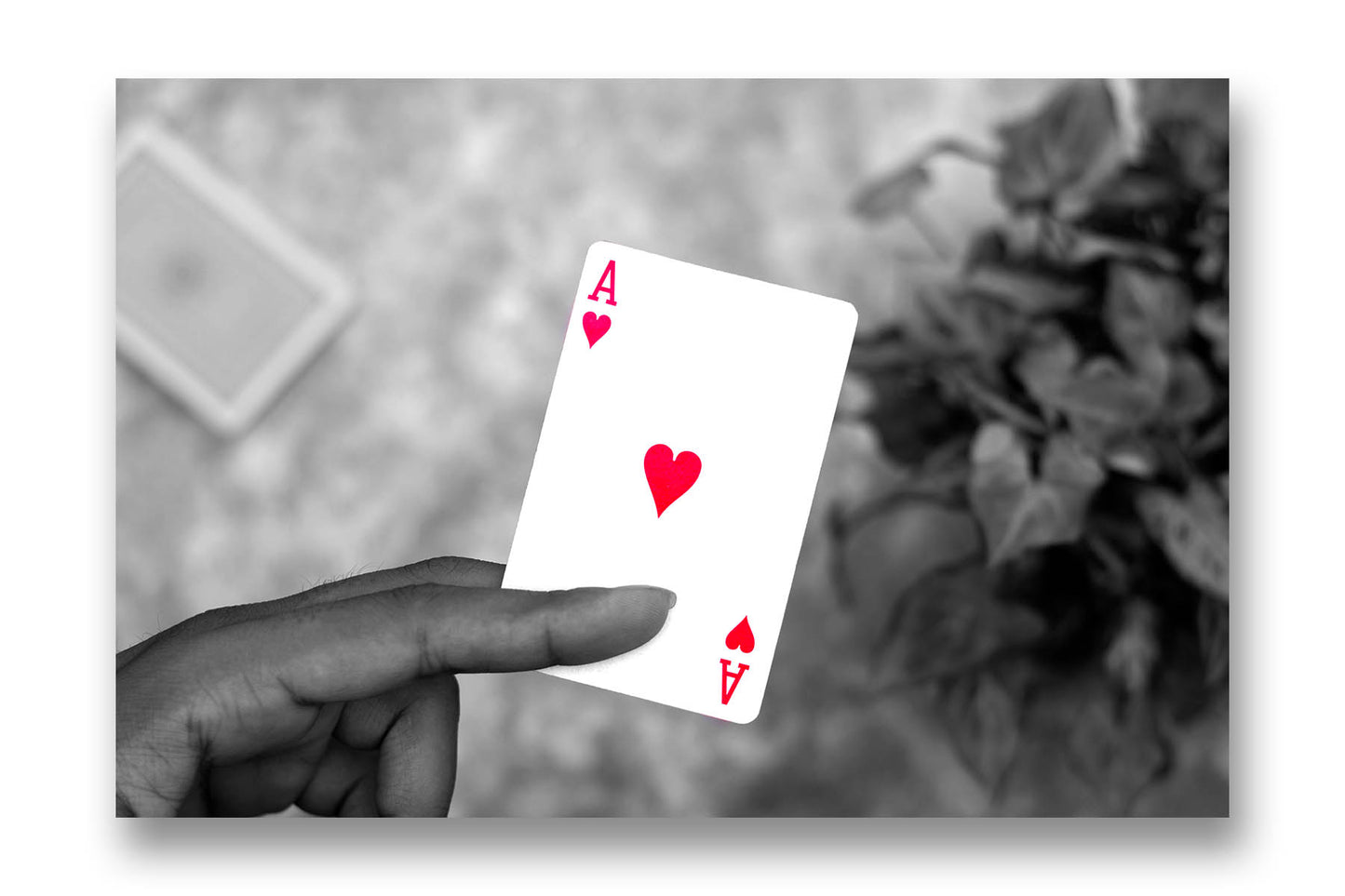 
                  
                    Ace of hearts photo prints
                  
                