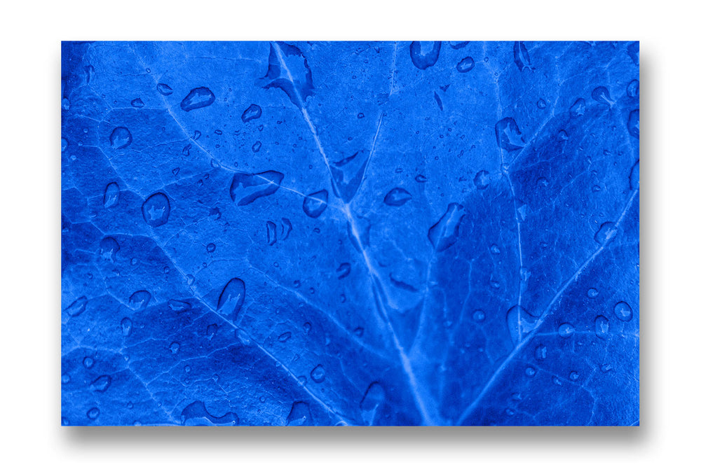 Blue Leaf