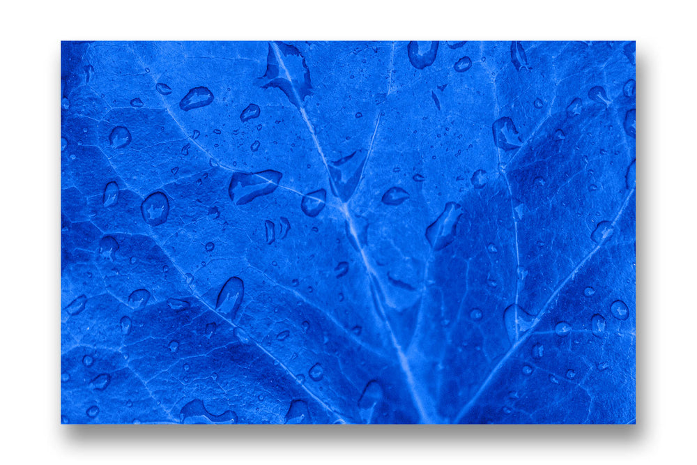 
                  
                    Blue Leaf
                  
                