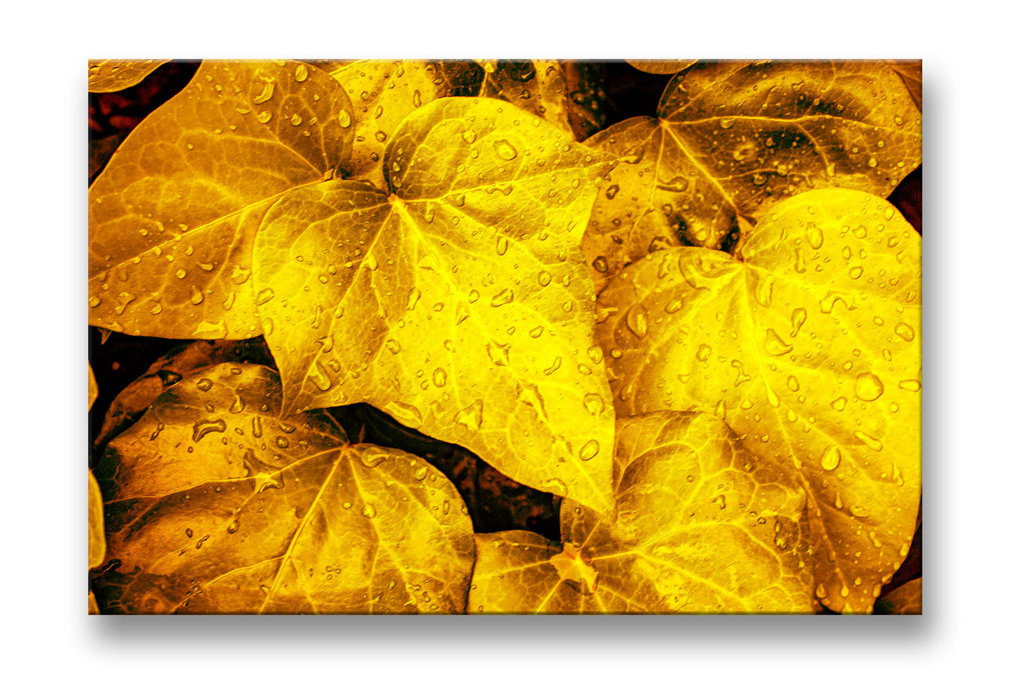 
                  
                    Yellow Leaves
                  
                