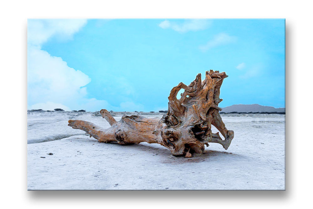 
                  
                    Drifted Tree Canvas and Acrylic Glass Photo Print
                  
                